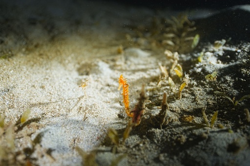 [NIGHT] Night Diver Specialty